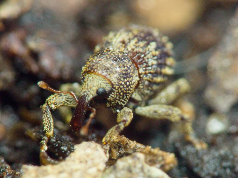 Acalles (Acalles) echinatus (Germar, 1824)